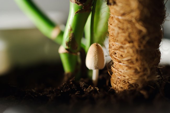 Close up of mushroom near potted plant Close up of mushroom near potted plant