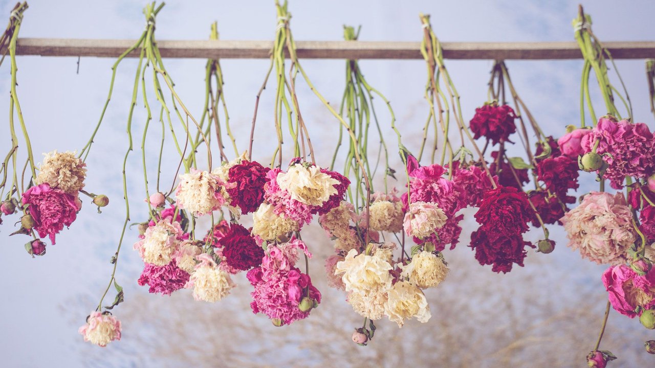 Blumen hängen zum Trocknen kopfüber