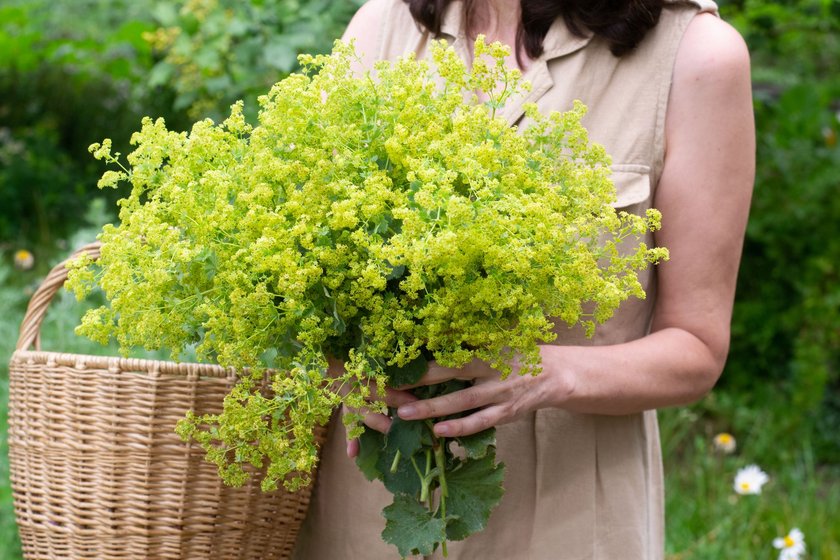 Woman holding basket of alchemilla
