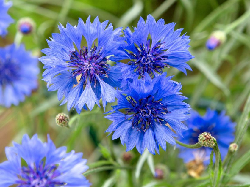 Kornblumen