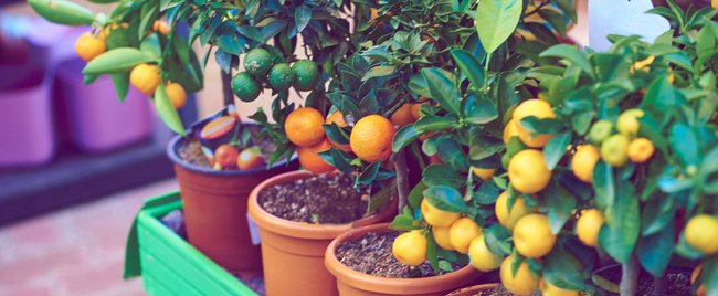 Perfekt für den Balkon: 11 Obstbäume, die du ganz leicht im Kübel pflanzen kannst