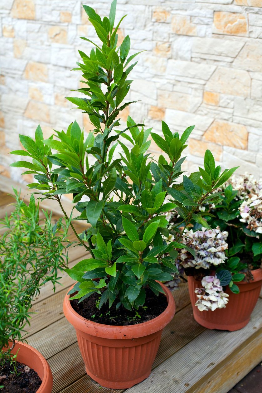 bay leaf growing