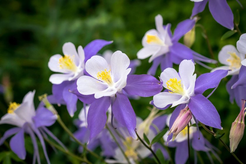 Blue Columbine wildflower blooms in mountain Aspen forest in early morning light