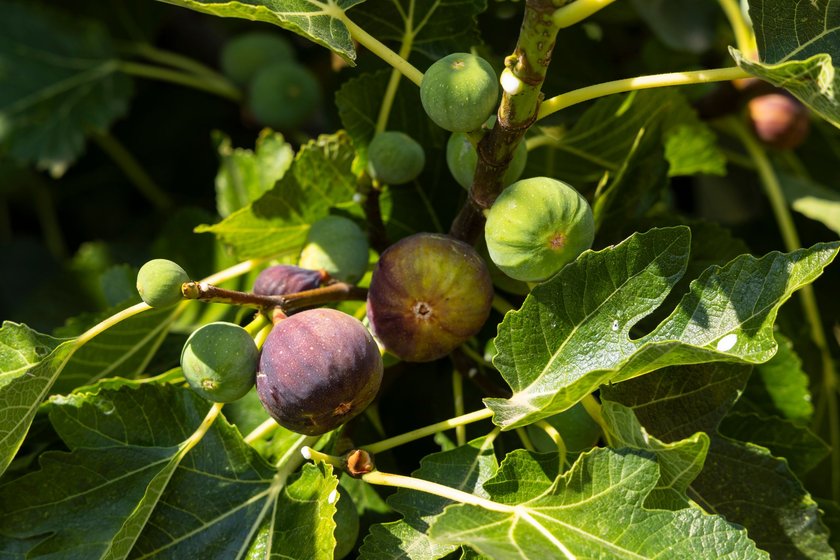 ripe figs on the tree